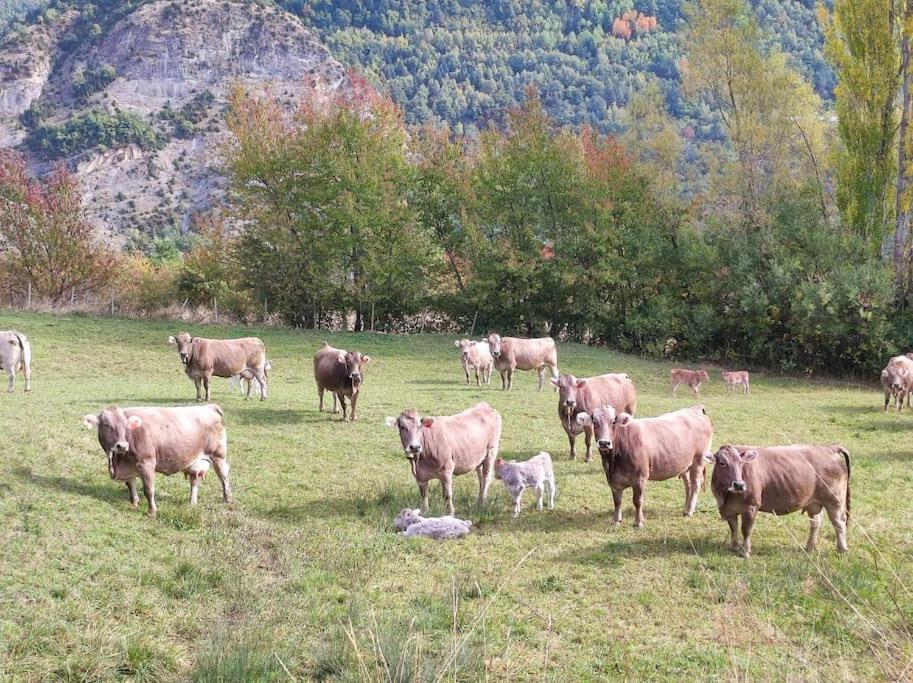 El Refugio De Tena - Tucasaenlospirineos Escarrilla Bagian luar foto